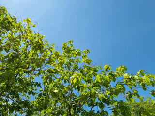 A clear blue sky with vibrant green leaves in the foreground
