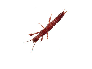 Webspinner on a white background. Embioptera, also known as Embiidina. 