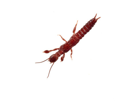 Webspinner on a white background. Embioptera, also known as Embiidina. 