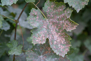 Diseased grape leaf in a vineyard.