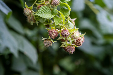 Ripe red raspberries on the branches of a bush. A raspberry patch in the garden.