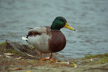 Close up of a duck