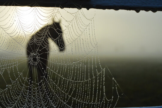 Spiderweb hanging from a horse's pasture