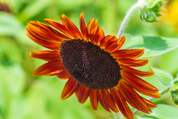 Vibrant Orange Sunflower Bloom in Summer Light