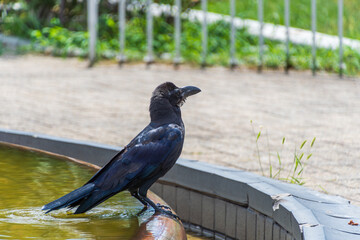 Crow Cooling Off in a Shallow Pool