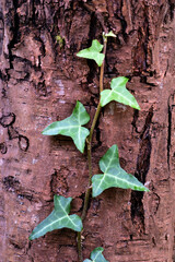 Detail of an ivy (Hedera helix) climbing the trunk of a tree
