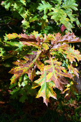 Leaves of the American oak (Quercus rubra) with yellow and orange autumn colors