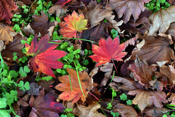 Red leaves of the maple Acer japonicum Vitifolium fallen on the ground