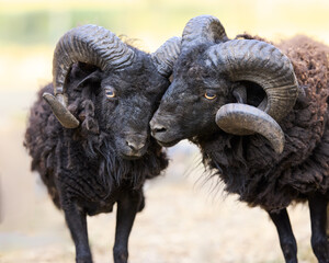 Heads of two male ouessant sheep together in tenderness