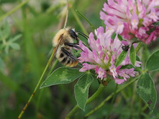 Trzmiel rudy (Bombus pascuorum) na kwiatach koniczyny