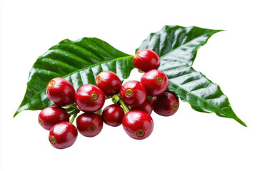 Fresh coffee cherries with vibrant red color and green leaves, showcasing natural beauty and potential for brewing coffee. isolated on white background.