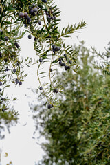 Scenic Olive Grove with Autumn Colors. Lush olive trees and vibrant autumn foliage surround a...