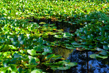 Water lilies in the piat pond. Fontainebleau forest