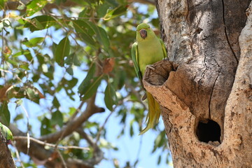A beautiful and colourful rose ringed parrot is seen perched on a broken branch of a tree