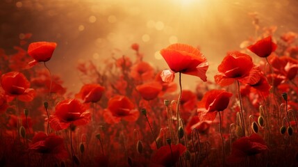 Obraz premium Elegant Scarlet Poppy Flower in Full Blossom 