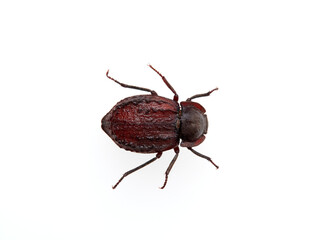 Brown beetle on a white background. Genus Asida. Darkling beetles. Family Tenebrionidae