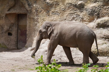 Słoń w zoo © Igalicja