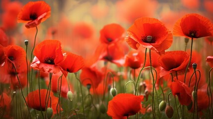 Obraz premium Elegant Scarlet Poppy Flower in Full Blossom 