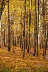 Złota polska jesień © Igalicja