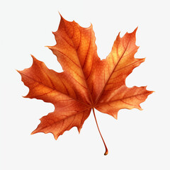 Obraz premium Single Orange Maple Leaf Autumn Foliage Fall Leaf Isolated on White