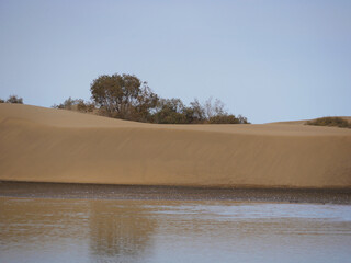 Nature reserve La Charca de Maspalomas. Bird nesting place - oasis in the dune