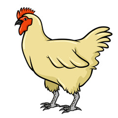 rooster isolated on white background