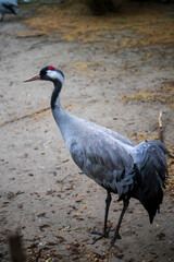 A graceful grey crane standing on sandy ground, showcasing its distinctive red crown and black and white plumage. The serene posture highlights its elegance in a natural environment.