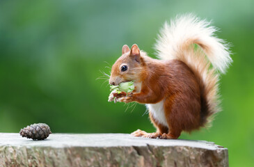 Red squirrel eating green hazelnuts on a tree stump