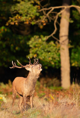 Red deer stag calling during the rut in autumn