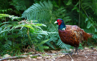 Portrait of a male common pheasant walking in the meadow