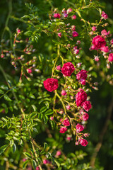 Red roses in the garden.