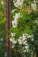White roses by the fence.