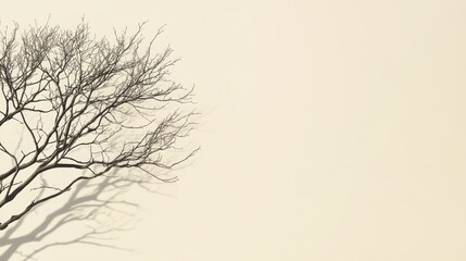 Fototapeta premium Bare tree branches casting a shadow on a beige wall, minimal aesthetic.