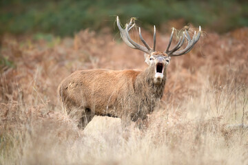 Portrait of a red deer stag calling during the rut in autumn