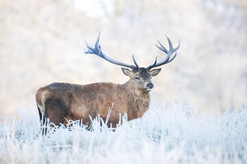 Red deer stag in winter