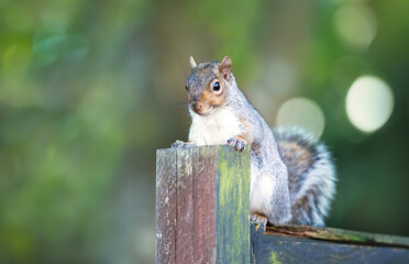 Portrait of a curious grey squirrel standing on a garden fence
