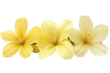 Bright yellow flowers arranged neatly n isolated 