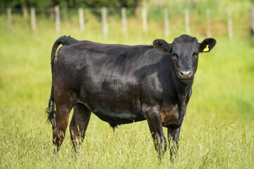 black angus steer in green grassy paddock