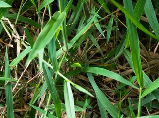 Takydromus tachydromoides, this grass lizard from Asia has a long tail and lives and hides in the grass.