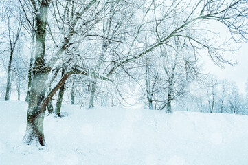 Winter forest landscape - frosty forest trees in the morning. Winter forest landscape with snowy trees. Tranquil winter forest nature