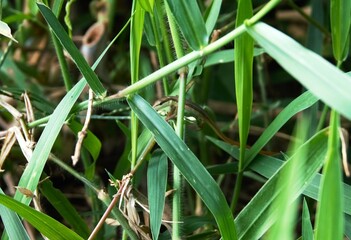 Takydromus tachydromoides, this grass lizard from Asia has a long tail and lives and hides in the grass.