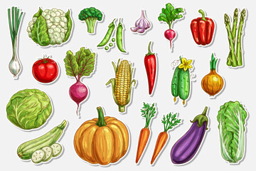 Vegetables vector sketch stickers of fresh farm food. Onion, broccoli, tomato and green zucchini, carrot, pumpkin, cucumber, cabbage and pepper hand drawn vegetables, ripe veggie food engraved tags