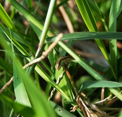 photo of Takydromus formosanus, a long-tailed lizard reptile that lives in the grass