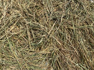 A pile of rice plants that are dried in the sun, the way of life of Asians, rice plants.