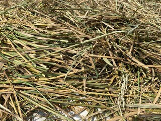 A pile of rice plants that are dried in the sun, the way of life of Asians, rice plants.