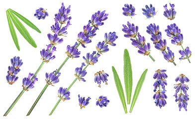 Obraz premium Lavender flower twigs and leaves isolated on a white background, top view. Collection of lavenders.