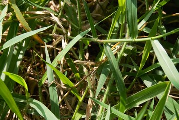 Takydromus formosanus, grass lizard in the bushes