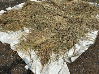 A pile of rice plants that are dried in the sun, the way of life of Asians, rice plants.