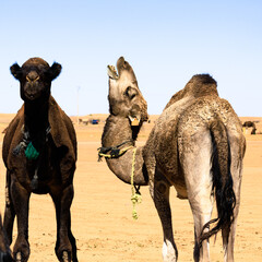 Naklejka premium Two domestic camels, one looking at camera and the other with neck bent. Merzouga. Sahara desert. Morocco. Africa
