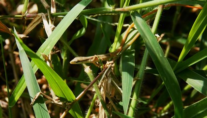 Beautiful long-tailed grass lizard in the grass, the scientific name of this lizard is Takydromus sexlineatus